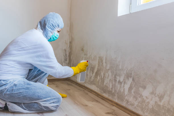 Licensed Mold Remediation service in Grampian, PA - WQB Mold Removal
